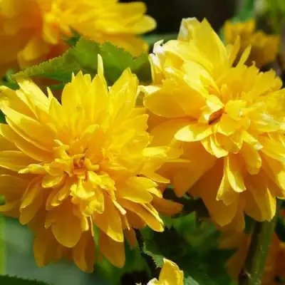 Керрия японская АУРЕОВАРИЕГАТТА в Солигорске