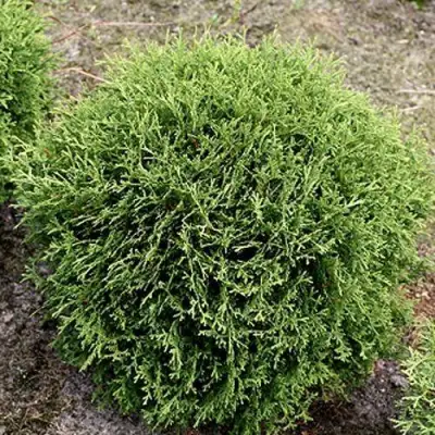 Туя ТИНИ ТИМ западная в Солигорске