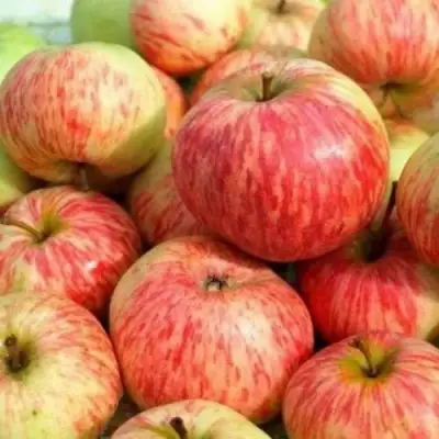 Яблоня РАНЕТКА (КОРОБОВКА) в Солигорске