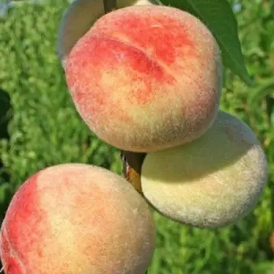 Персик ДОНЕЦКИЙ БЕЛЫЙ в Солигорске