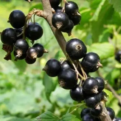 Смородина черная ВОЛОГДА в Солигорске