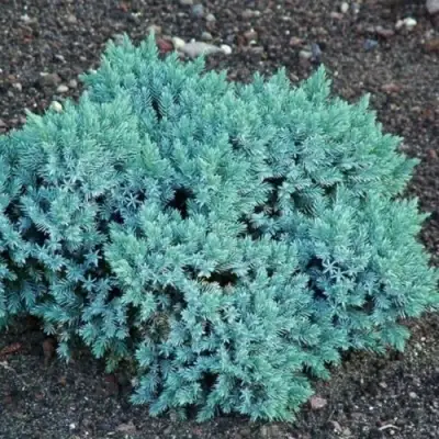 Можжевельник БЛЮ СТАР чешуйчатый в Солигорске