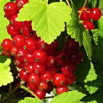 Смородина красная ГАЗЕЛЬ в Солигорске