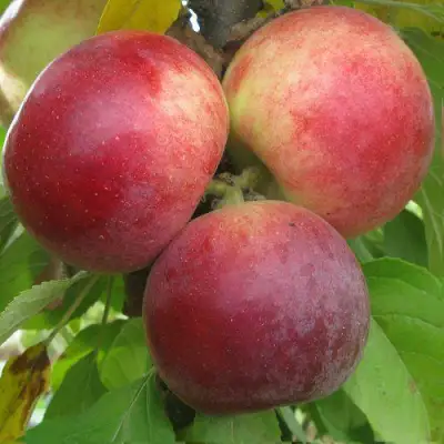 Яблоня БАЛЕРИНА ФЛАМЕНКО колонновидная  в Солигорске