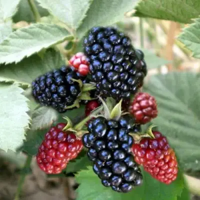 Ежевика ОРКАН бесшипная  в Солигорске