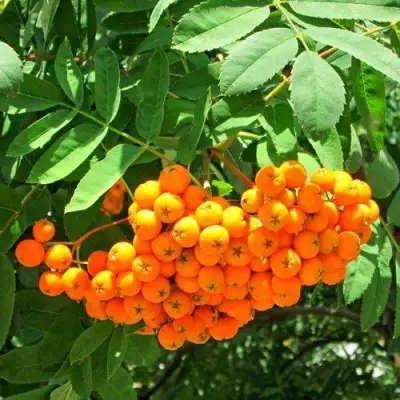 Рябина ДИРКЕНИ ЖЁЛТАЯ  сладкоплодная в Солигорске