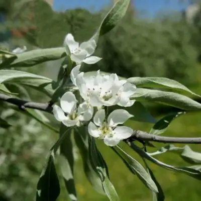 Груша ИВОЛИСТНАЯ в Солигорске