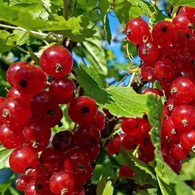 Смородина красная НЕНАГЛЯДНАЯ в Солигорске