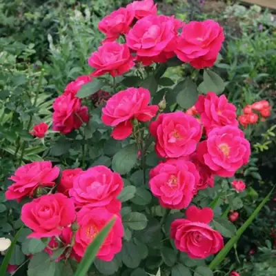 Роза ДЖОРДЖ ВАНКУВЕР флорибунда в Солигорске