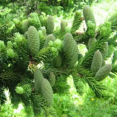 Пихта белая в Солигорске