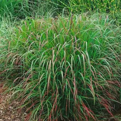 Просо РЕБРАУН прутьевидное в Солигорске