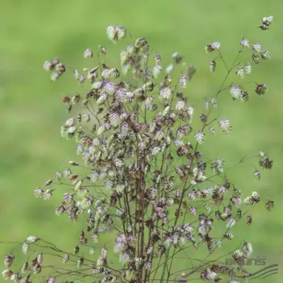 Трясунка средняя в Солигорске