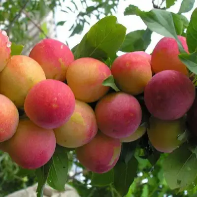 Слива СКОРОПЛОДНАЯ в Солигорске