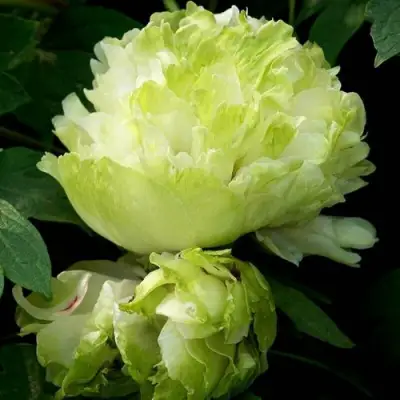 Пион ЗЕЛЕНЫЙ ШАР древовидный в Солигорске