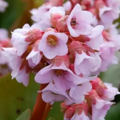 Бадан БЭБИ ДОЛЛ в Солигорске