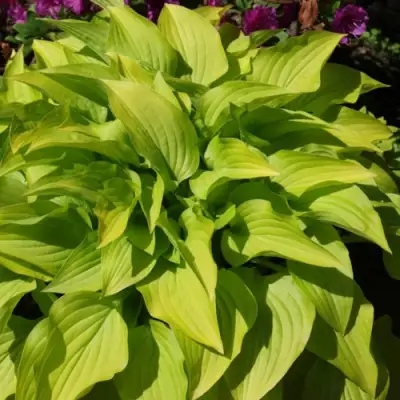 Хоста ХИДОН САНСЕТ в Солигорске