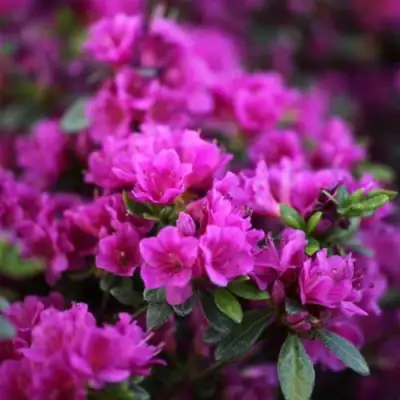 Азалия ГЕЙША ПЕРПЛ японская в Солигорске