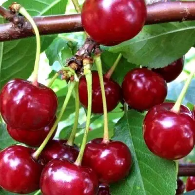 Дюк ШПАНКА ДОНЕЦКАЯ в Солигорске