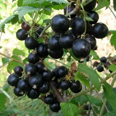 Смородина чёрная ШАРОВИДНАЯ в Солигорске