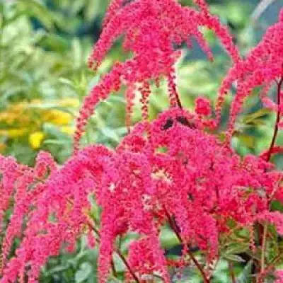 Астильба РЕД ЧАРМ Арендса в Солигорске