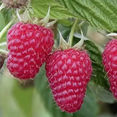 Малина ТУЛАМИН в Солигорске