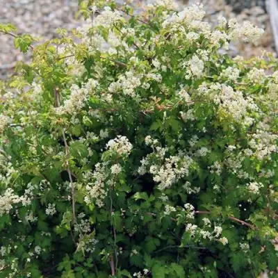 Стефанандра КРИСПА надрезаннолистная в Солигорске