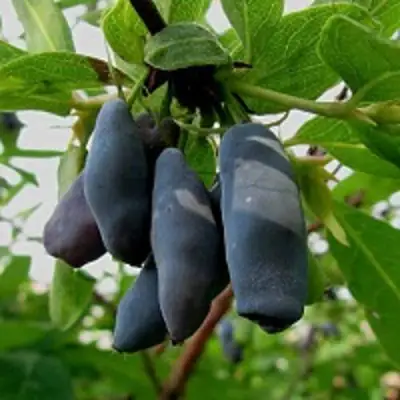 Жимолость съедобная ЧУЛЫМСКАЯ в Солигорске