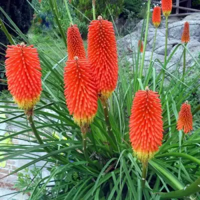 Книфофия БЕНГАЛ ФАЕР гибридная в Солигорске