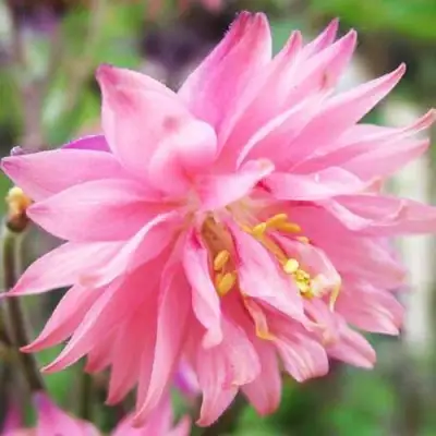 Аквилегия БАРЛОУ ПИНК гибрид МакКаны в Солигорске