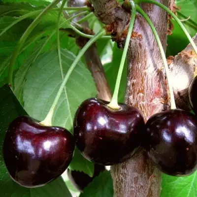 Черешня УГОЛЁК