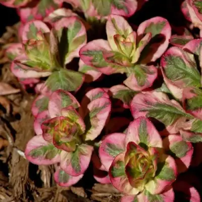 Вербейник АЛЕКСАНДР точечный в Солигорске