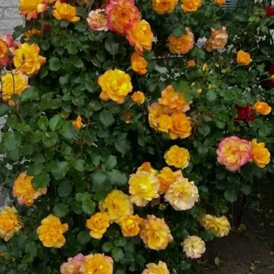 Роза САХАРА плетистая в Солигорске