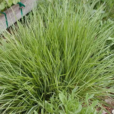 Вейник АВАЛАНШ остроцветковый в Солигорске