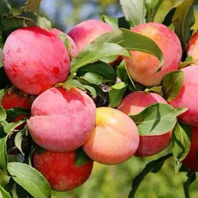 Слива ФАВОРИТЕ ДЕ СУЛТАНО в Солигорске