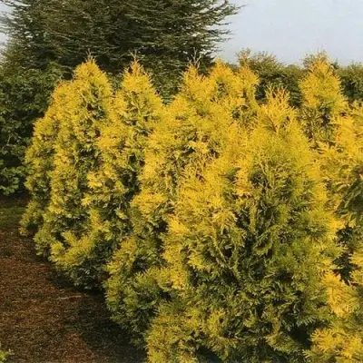 Туя ЕВРОПА ГОЛД западная в Солигорске