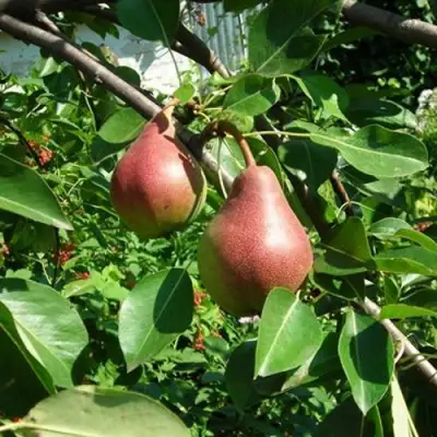 Груша РУМЯНАЯ КЕДРИНА в Солигорске