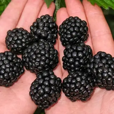 Ежевика ДЖАМБО бесшипная  в Солигорске