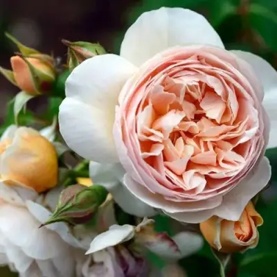 Роза ДЖУЛЬЕТТА английская в Солигорске