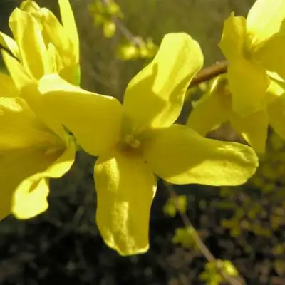 Форзиция ФОРЧУНА в Солигорске