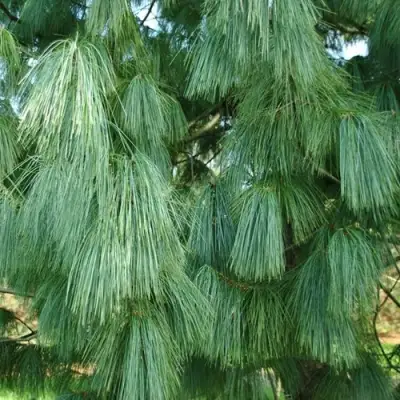 Сосна гриффита в Солигорске