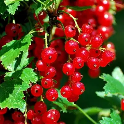 Смородина красная НЕНАГЛЯДНАЯ в Солигорске