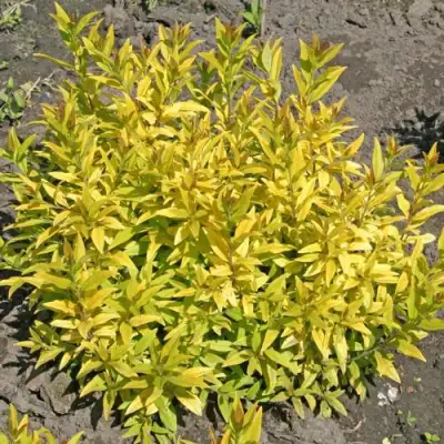 Бирючина АУРЕА обыкновенная в Солигорске