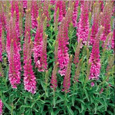 Вероника РОНИКА ФУКСИЯ в Солигорске