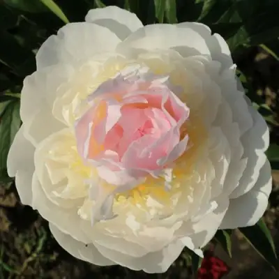 Пион БЛАШ КВИН травянистый в Солигорске