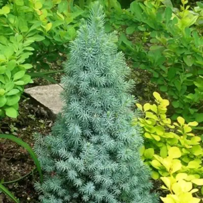 Ель КОНИКА сизая в Солигорске