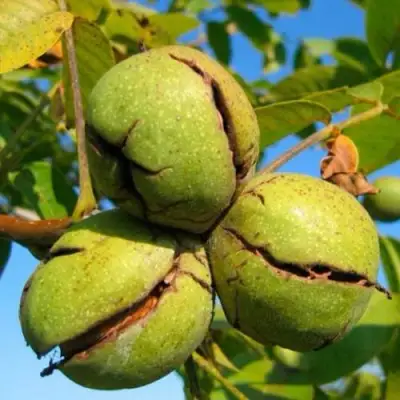 Грецкий орех ПИНСКИЙ в Солигорске