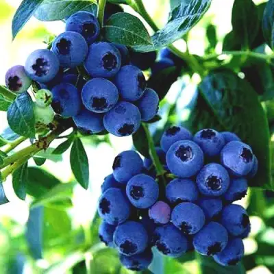 Голубика РЕКА в Солигорске