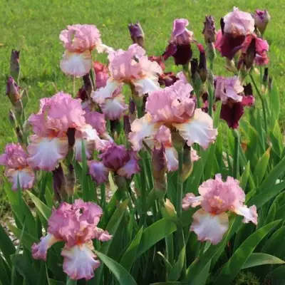 Ирис БЛАШИНГ ПИНК бородатый в Солигорске
