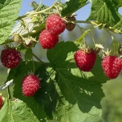 Малина КОЛОКОЛЬЧИК в Солигорске