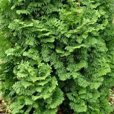 Туя СПИРАЛИС МИНИ западная в Солигорске